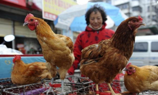 Phát hiện ca nhiễm thứ 3 virus H7N9 tại Quảng Tây, Trung Quốc